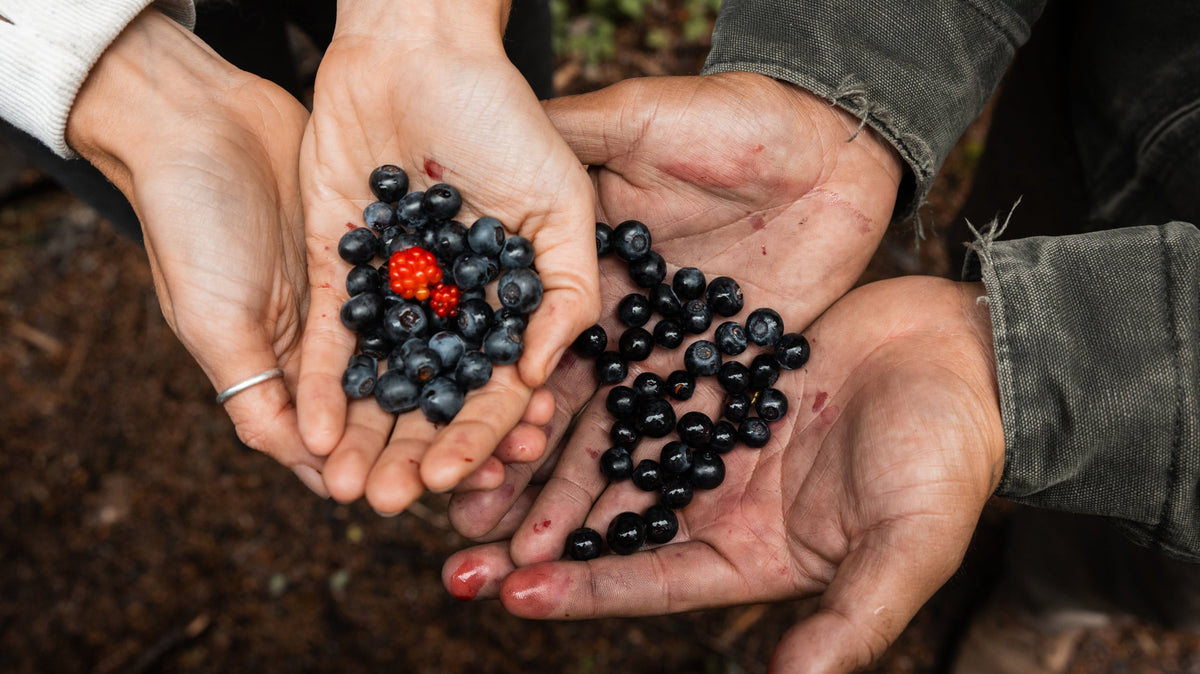 Alaska Wild Blueberries