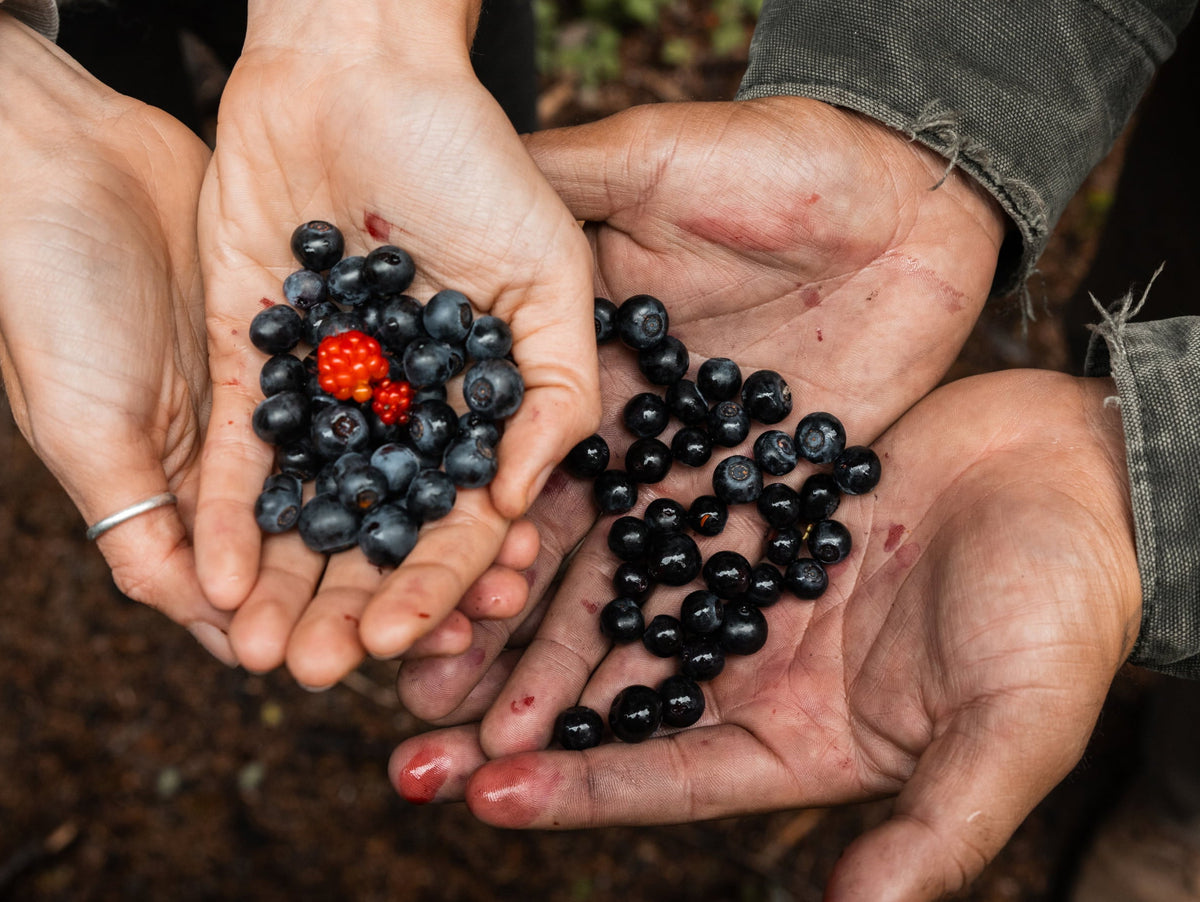Alaska Wild Blueberries